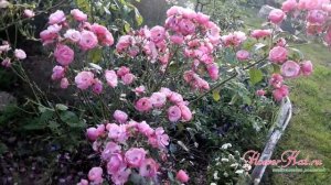 Роза флорибунда Анжела (осень)