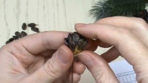 Шишки из арбузных семечек / Как сделать шишку