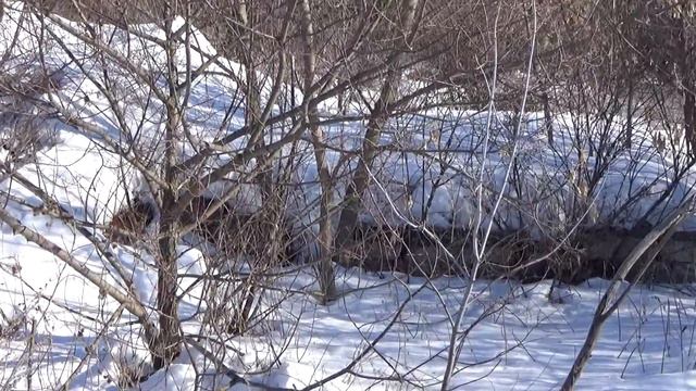 СЛЕДЫ ВЕЛИ В ДОМ! НО ТАМ ОНИ ТЕРЯЛИСЬ! ПОЧЕМУ? смотреть онлайн