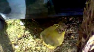 ловля щуки на дону.mp4