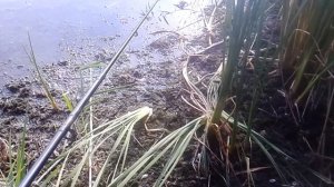 Ловля лягушек на попла-поппер