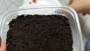 Ампельная виола (Анютины глазки)  из семян и до первых  всходов.Всходы получились 100%.