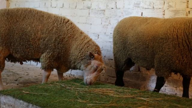 ИМПОРТНЫЕ ОВЦЫ: ШАРОЛЕ И СУФФОЛК БРИТАНСКАЯ СЕЛЕКЦИЯ \ ПРОДАЖА СКОТА ИЗ ЕВРОПЫ В РОССИИ \ ЭЛЬСТАДО смотреть онлайн