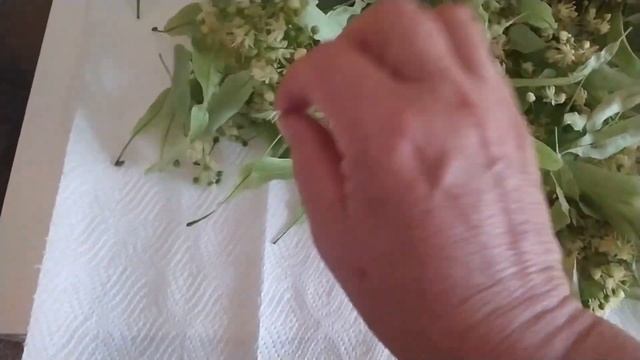 А ЛИПЫ ЦВЕТУТ!СОБИРАЮ ЦВЕТ. В КВАРТИРЕ МУРАВЬИ! ЧТО ДЕЛАТЬ? смотреть онлайн