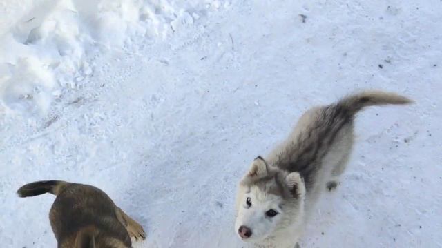 Появились первые всходы перцев.