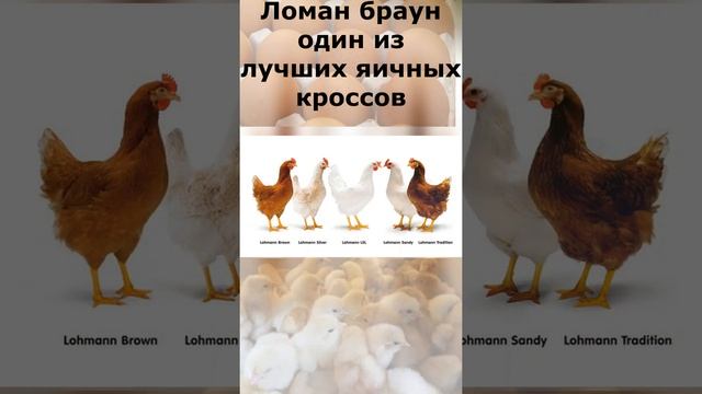 Ломан браун - один из лучших кроссов кур яичного направления!