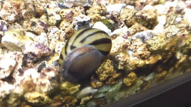 ? Caracol Cebra, Neritina Natalensis,El Dévorador De Algas Profesional (Acuarios MB) смотреть онлайн