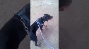 Ротвейлер мирана