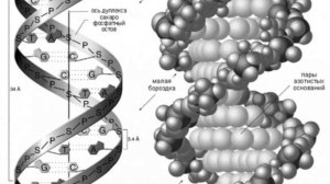 Нуклеиновые кислоты