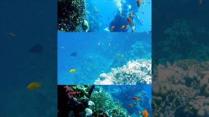 Красное море, rixos premium Seagate, очень красивый риф😍