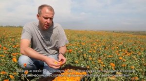 Цветы календулы лекарственной сбор, полезные свойства для красоты кожи