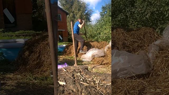 Выращивание шампиньонов в подвале Часть №2 компост смотреть онлайн