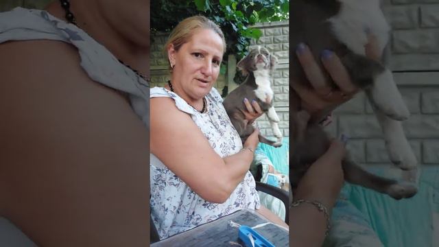 ЛИЛОВЫЙ чихуахуа Лёми, продажа питомник Кастропуло Крым 89787458062