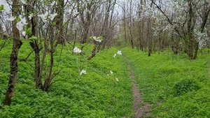 Пешая прогулка. Весна.