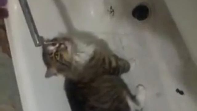 Кошка пьёт воду из крана))) смотреть онлайн