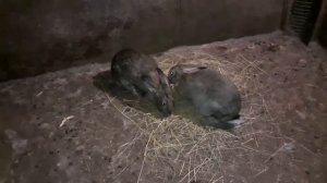 Выгодно ли держать кроликов или нет.