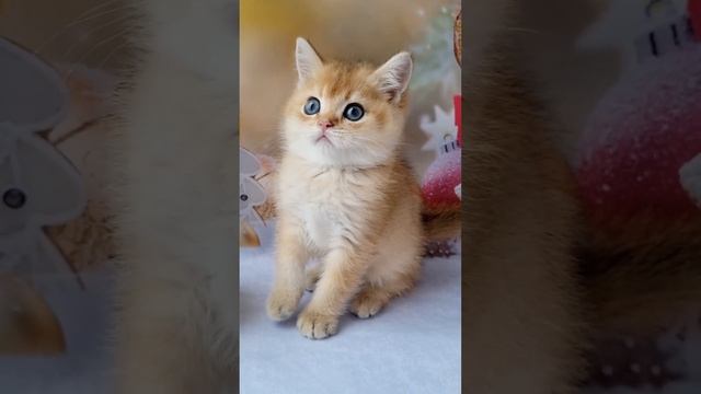 золотые шиншиллы милейшие создания. Шотландские котята