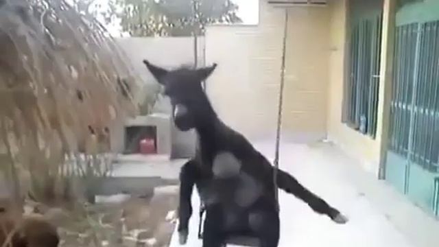 Животные тоже люди смотреть онлайн