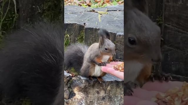 Белка грызёт орешки смотреть онлайн