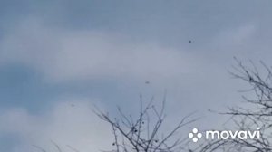 Николаевские голуби Липецкой области города Усмань. 4.