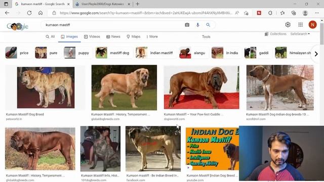 Kumaon Mastiff Original: Only video on Youtube: To be extinct dog breeds India смотреть онлайн
