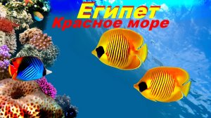 Подводные съемки любительской\ мыльницей\  Отпуск. Египет.Красное море.