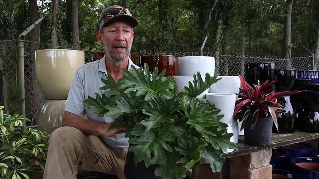 Shangri La Philodendron