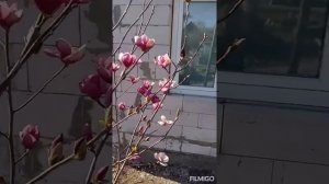 Магнолія Суланжа Рустіка Рубра