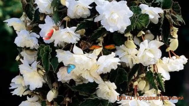 Бегония ампельная Вайт ? ампельная бегония Вайт обзор: как сажать, луковицы бегонии Вайт