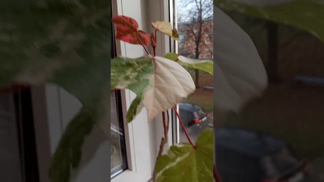 Гибискус Липолистный - очаровашка😍🌺