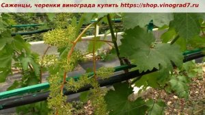 Виноград Кишмиш  Казантип- Триумф или закономерный успех Писанки О.М.? Тип цветка, соцветья. Пузенко