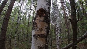 Заготовка чаги.