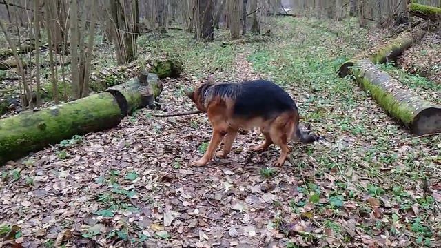 БАРС И ШАГАНЭ смотреть онлайн