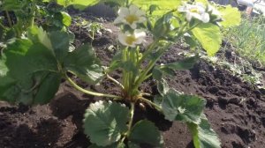 Важно!!! Ранняя посадка клубники