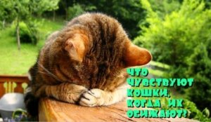 Что чувствуют кошки, когда их обижают.