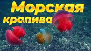Берегись - морская крапива! Серия 8