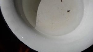 Червячки в аквариуме. Что это? Опасно ли это для обитателей аквариума? Кто знает пишите в вайбер