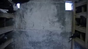 Николаевские голуби черные белохвостые светлоносые.