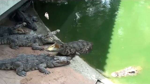 Кормление крокодилов. Feeding the crocodile