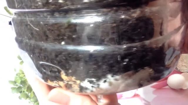 Яичная скорлупа Лучшее удобрение
