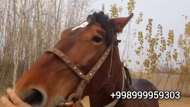 АКУЛА РУСТАМДА ЁШИ 3 170 НОВКАТДАН КЕЛДИ ЛИНИЯСИ ИШОНЧЛИ ОТ (МАЯК ТВ)(БАЙ ТВ)(Hiloliddin Uz)(Mus Tv смотреть онлайн