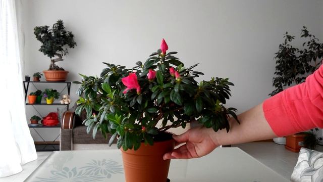 Азалия первое цветение после пересадки смотреть онлайн