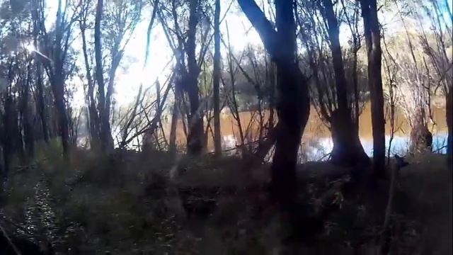 Тальниковые грибы. грибы, Съедобные грибы дальнего востока,