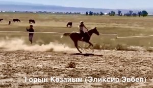 19.08.23 Ипподром Талдыкорган I место арабская кобылка Көзайым Эликсир-Эвбея ЦЕНЫ тел +79883400208