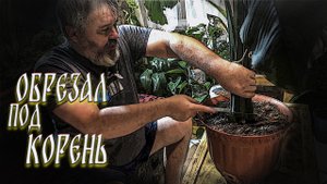 СПАТИФИЛЛУМ (сенсация) УХОД и РАЗМНОЖЕНИЕ #спатифиллум сенсация