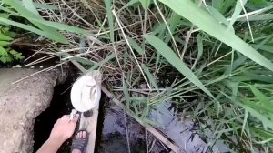 Лучшая рыбалка на окуня. Окунь на живца