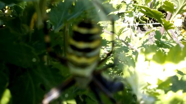 ПАУК-ОСА и паутина, видео как паук ест муху.