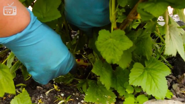 Тля ➡ Как бороться с вредителем  Мастер-класс hitsadTV смотреть онлайн