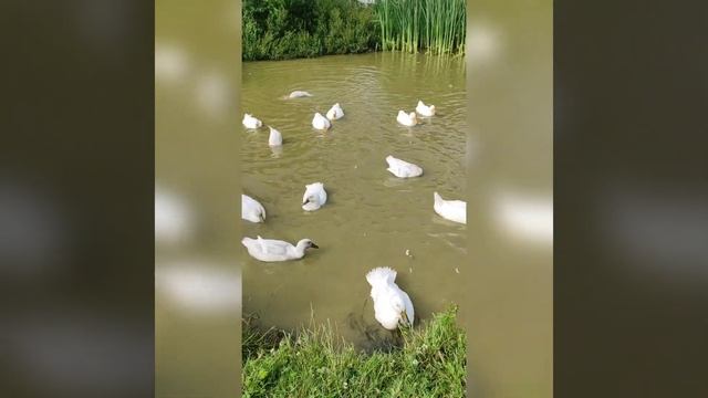 Один серый другой белый два весёлых гуся смотреть онлайн