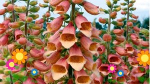 Наперстянка пурпурная Dalmatian Peach. Краткий обзор, описание характеристик, где купить саженцы